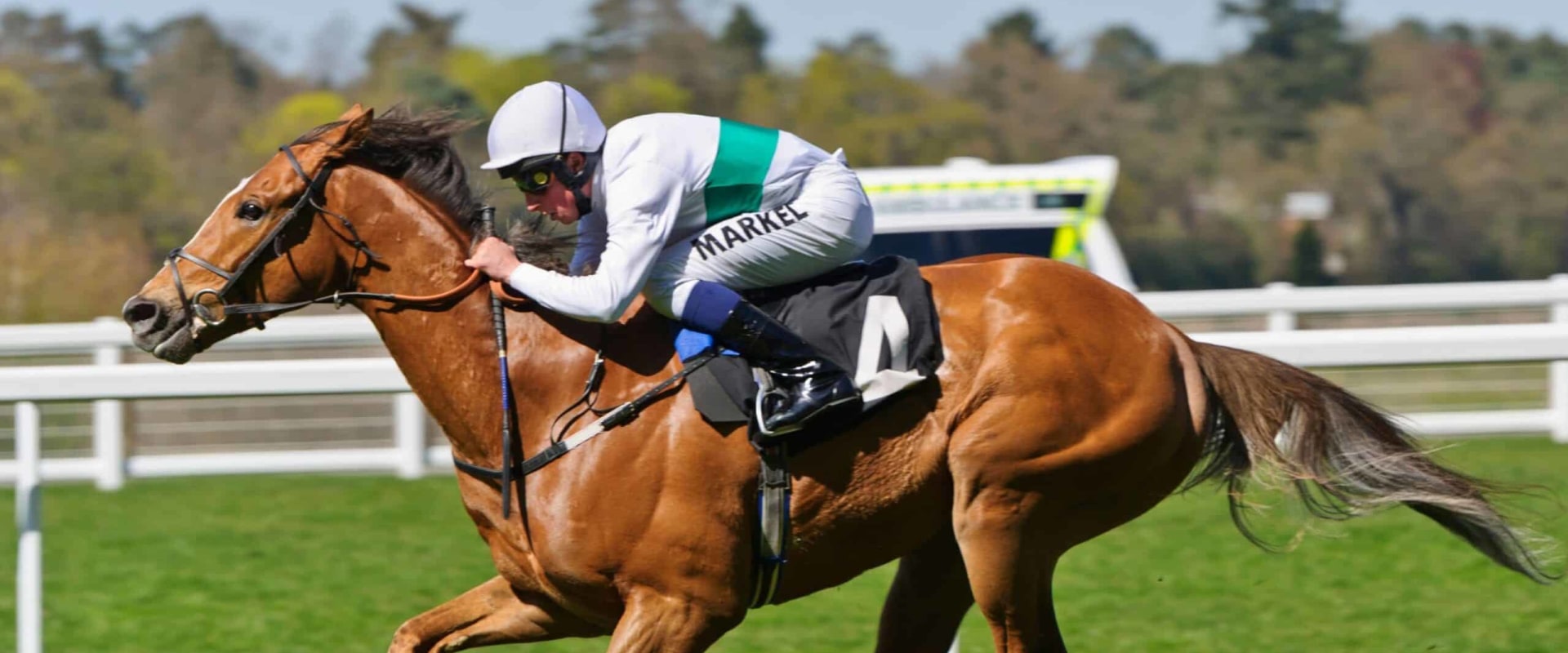 How to Automate Your Betting and Trading Process in Horse Racing