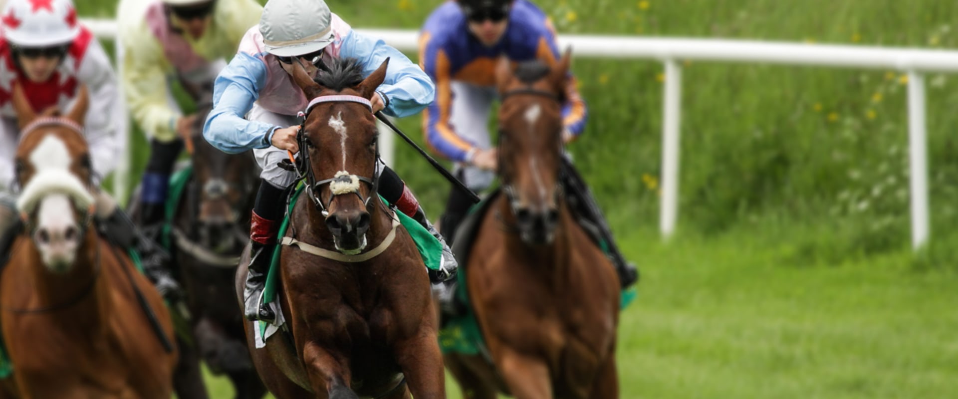 Automated Horseracing Trading Software: Features, Benefits, and Customer Reviews