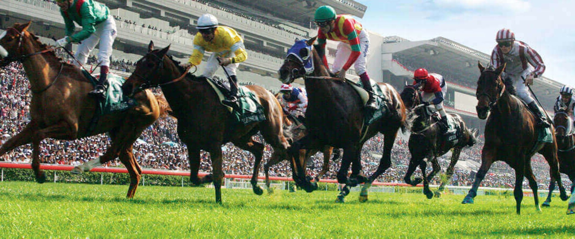 Automated Horseracing Trading Software: A Comprehensive Overview of Customer Satisfaction