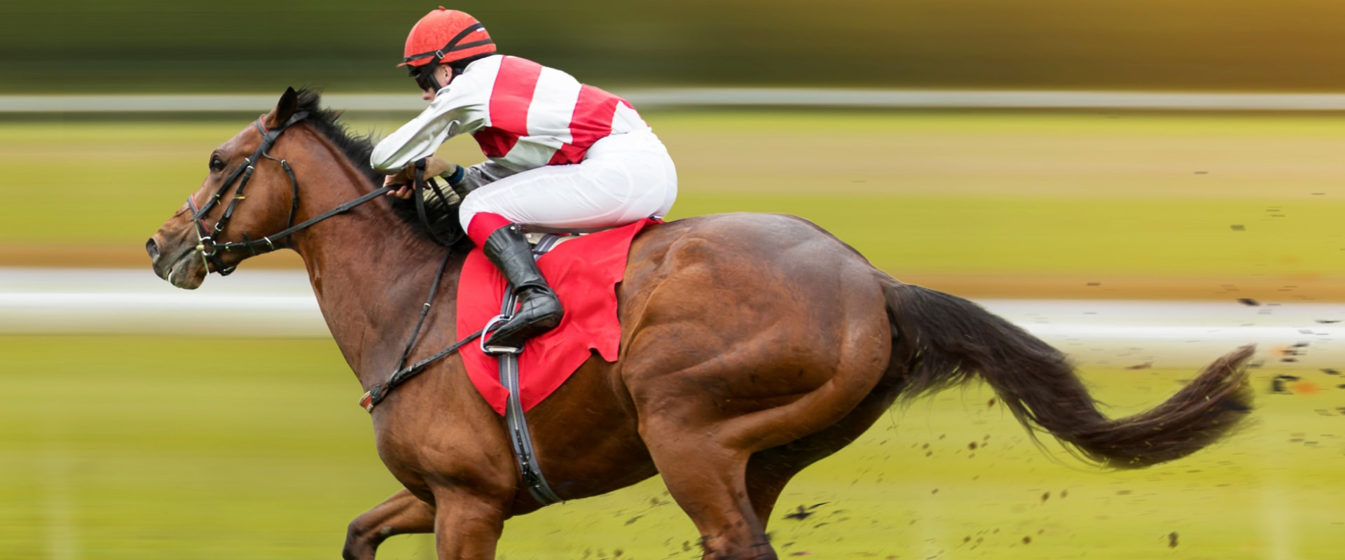 Automated Horseracing Trading Software: A Comprehensive Look at Pricing and Cost Comparison