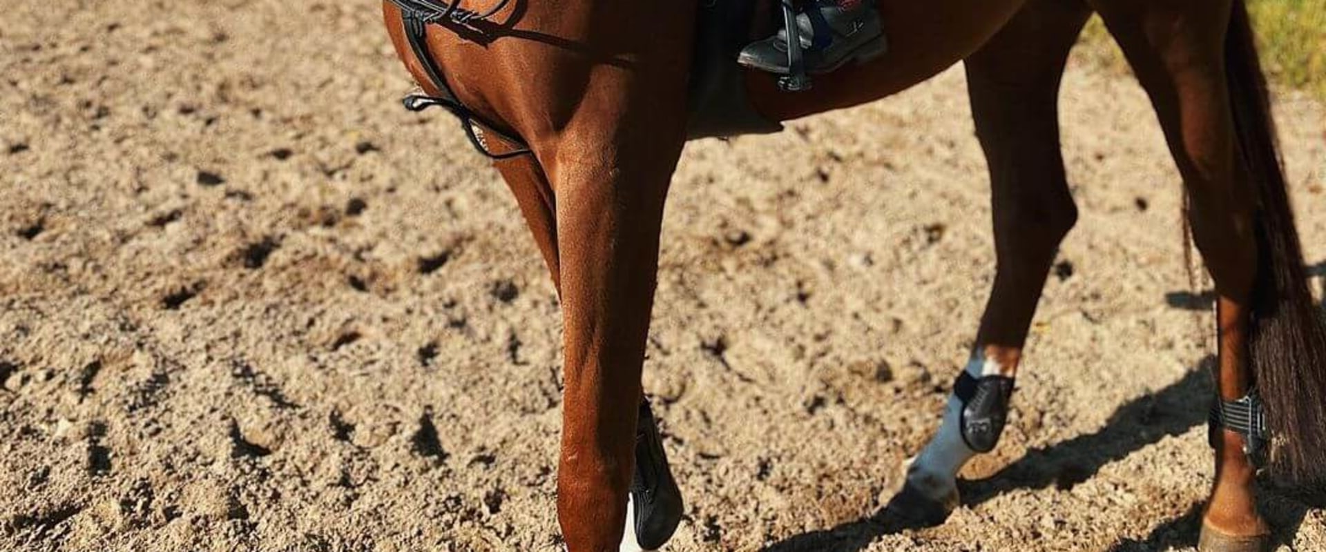 Using Historical Data to Identify Patterns and Trends in Automated Horseracing Trading Software