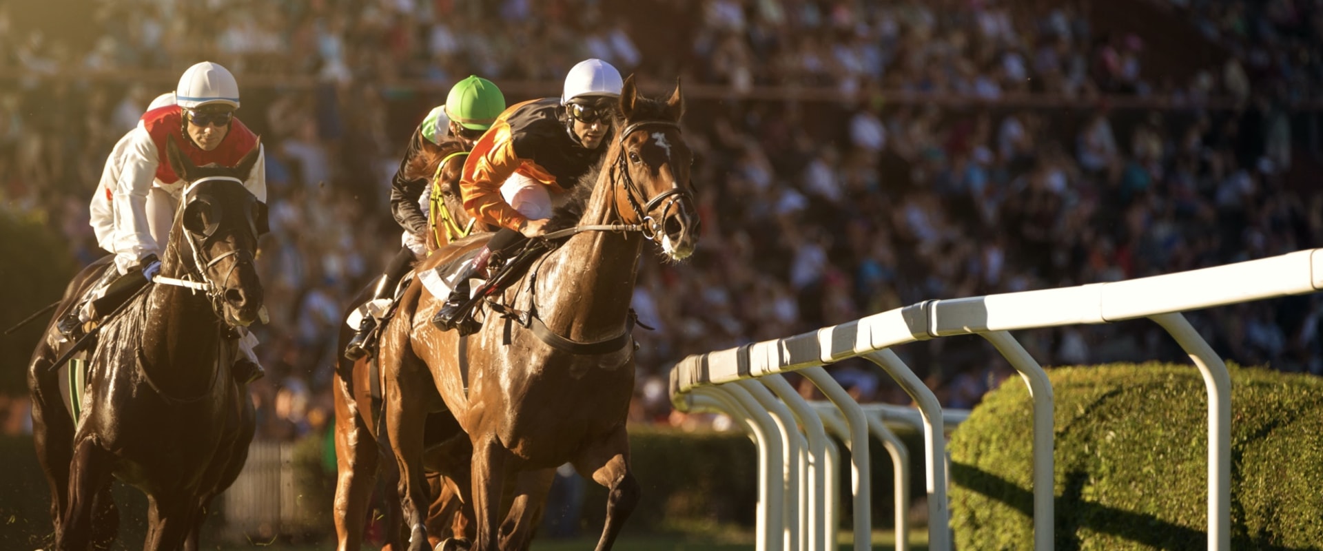 Exploring the Speed and Efficiency Differences of Automated Horseracing Trading Software