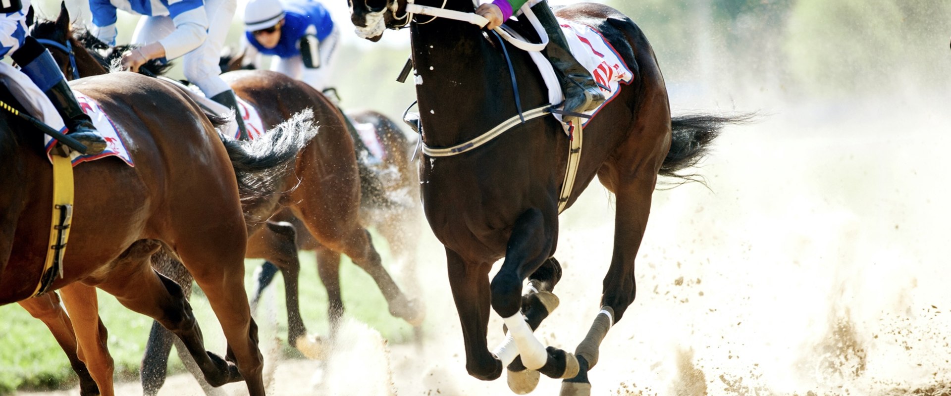 How to Easily Automate Your Horse Racing Betting and Trading Process