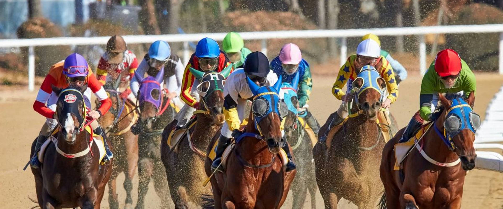 How to Set Up and Connect Your Account for Automated Horseracing Trading Software