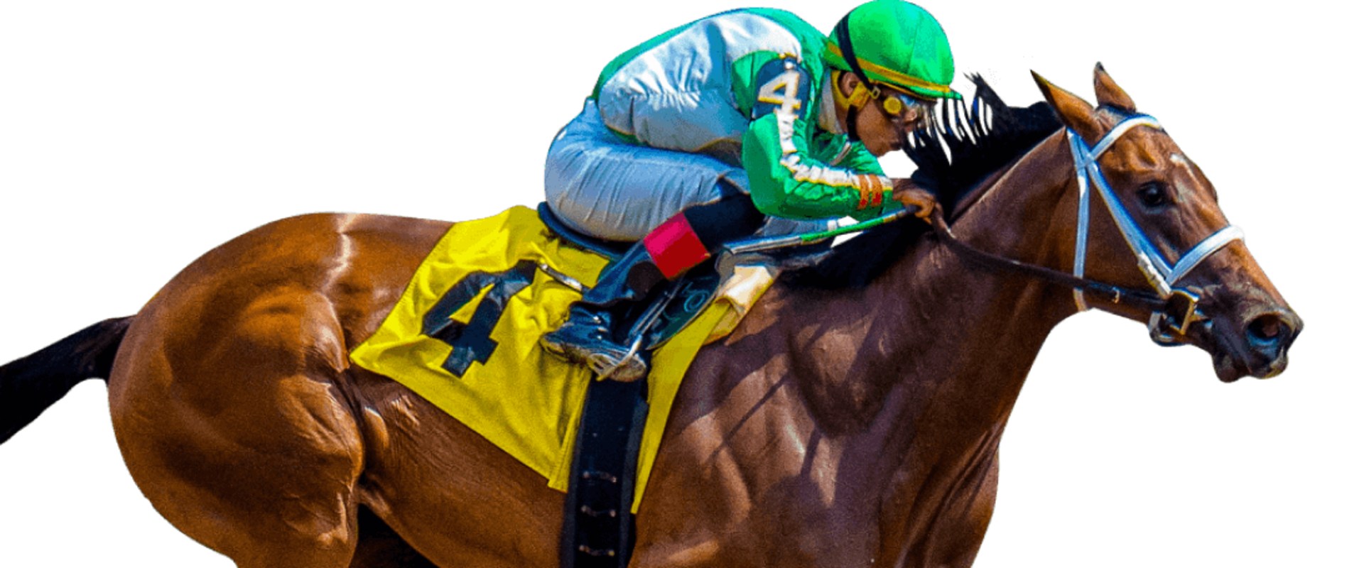 Expert Opinions on Automated Horseracing Trading Software: What You Need to Know