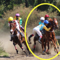 Automated Horseracing Trading Software: Accuracy and Success Rates