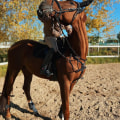 Using Historical Data to Identify Patterns and Trends in Automated Horseracing Trading Software